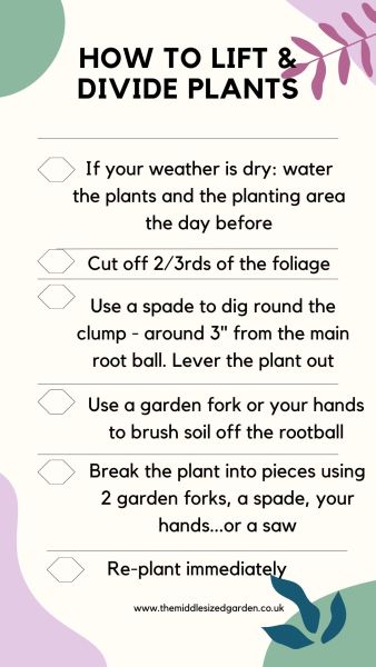 How to lift and divide plants