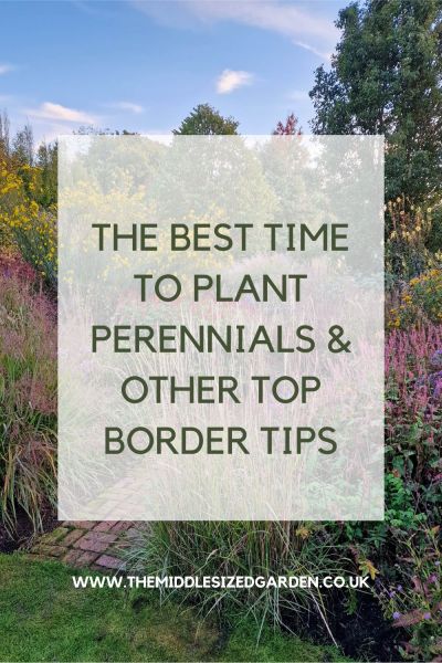 When to plant perennials