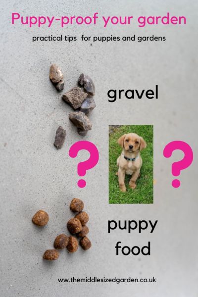 Ozzie thinks that small, dark pieces of gravel are his kibble.