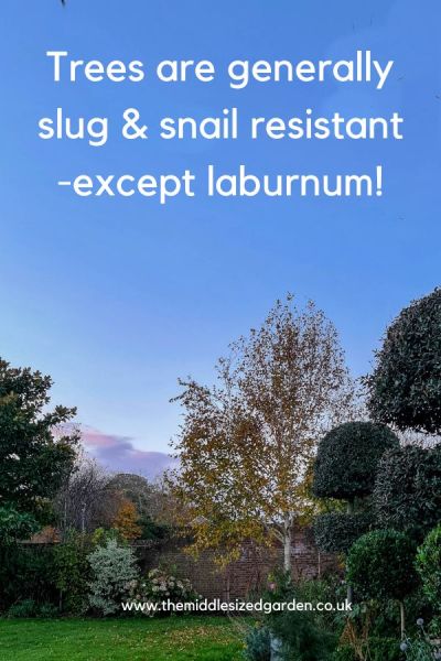 Most trees are slug and snail resistant