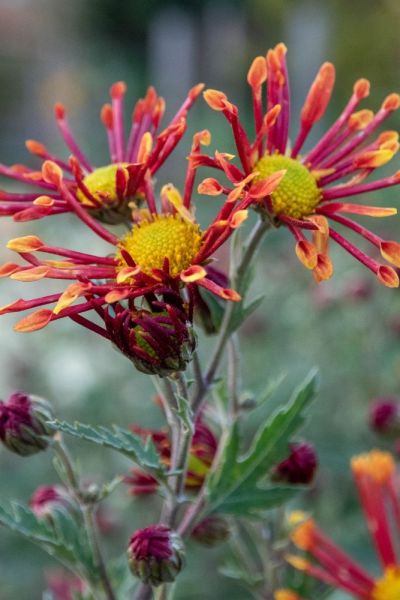 Chrysanthemum 'Burnt Orange'