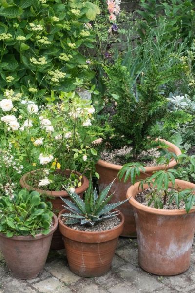 The underside of pots can be a good slug and snail habitat