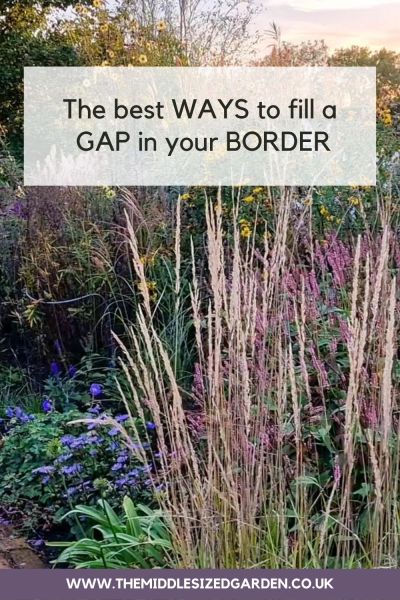 The best ways to fill a gap in your border