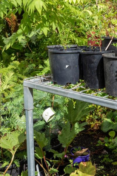 Put pots on shelves to deter slugs and snails.