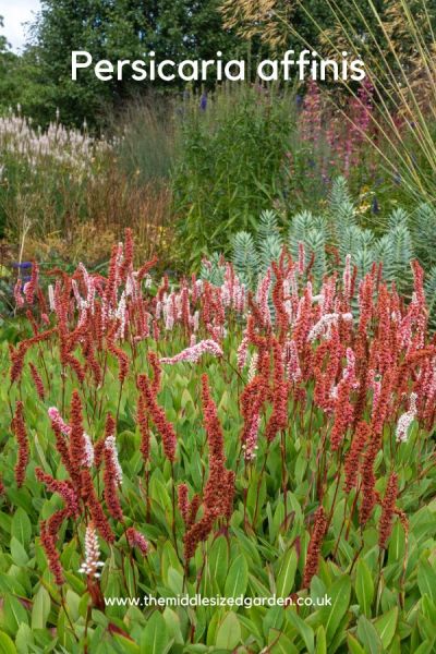 Persicaria affinis