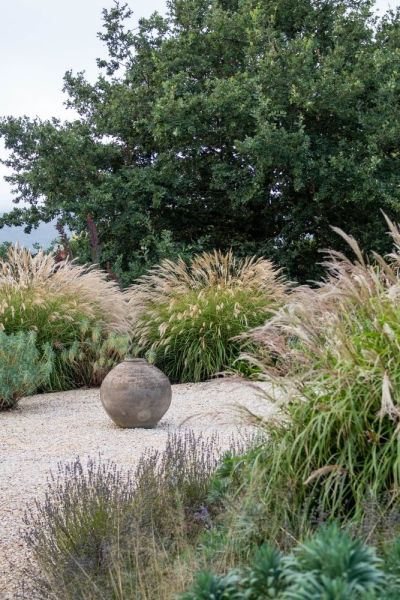 Miscanthus transmorrisonensis and a pot