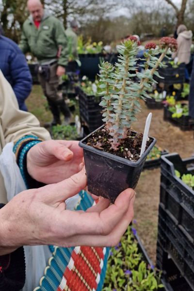 Are plants cheaper from nurseries than from garden centres?