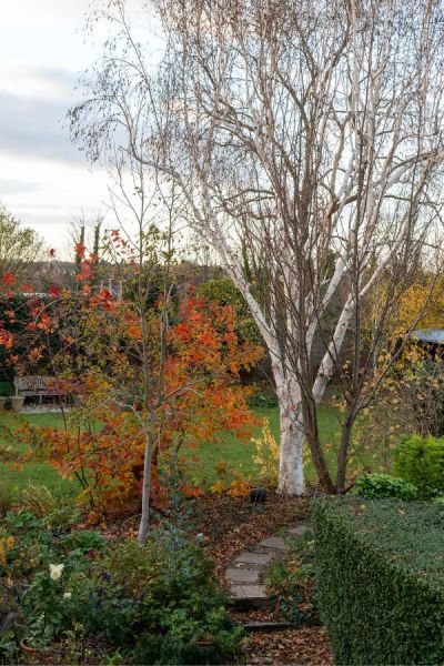 Prune your trees gently - birch trees don't like heavy pruning