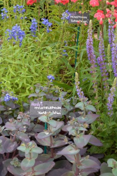 Hardys Cottage Garden plants at BBC Gardeners World Live 2023