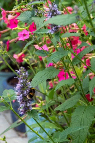 Wildlife friendly planting in a rented garden