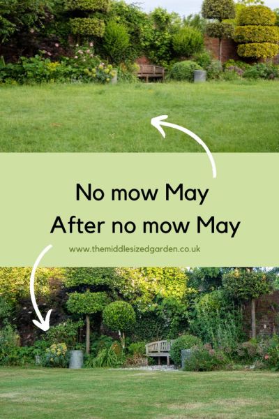 no mow May