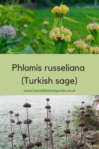 Phlomis russeliana