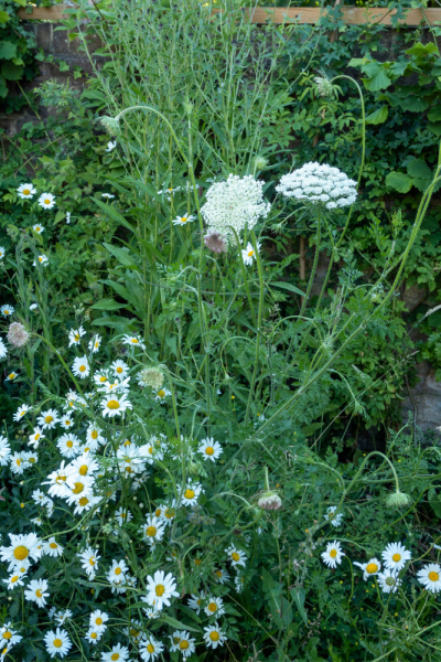 Oxeye daisies and wild carrot