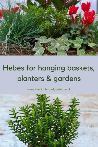 Hebes for planters and borders