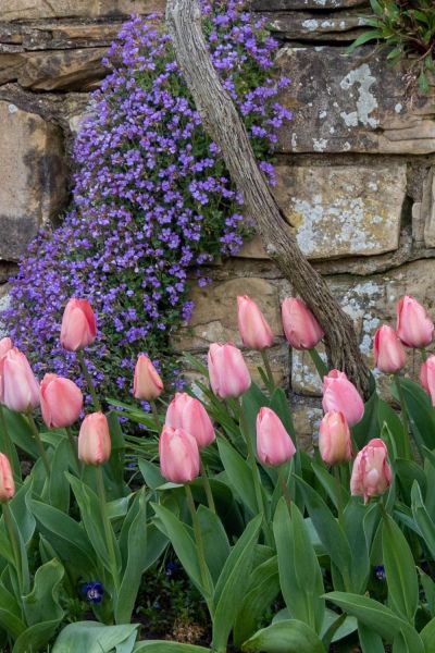 Combine pink tulips with blue