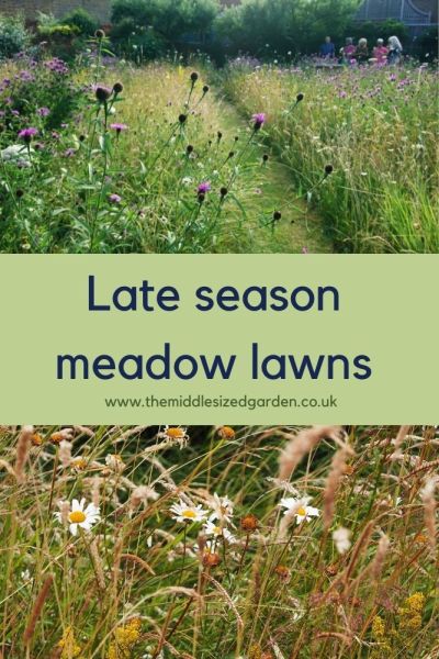 Late season meadow lawn