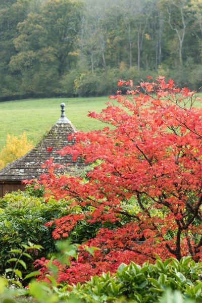 Downy Japanese maple