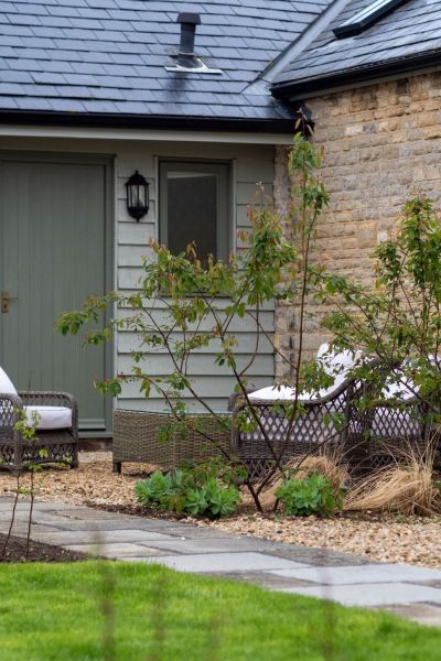 Multi-stemmed amelanchier