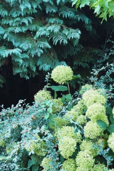 How to prune Hydrangea 'Annabelle'