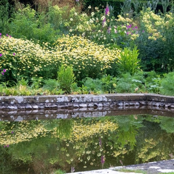 Long-lasting perennial flowers reflected in the pond