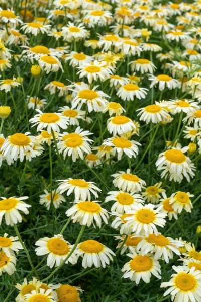 Anthemis tinctoria - one of the long-lasting perennial flowers