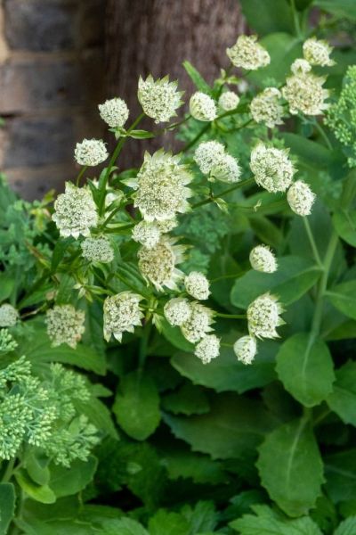 Astrantia for dry shade