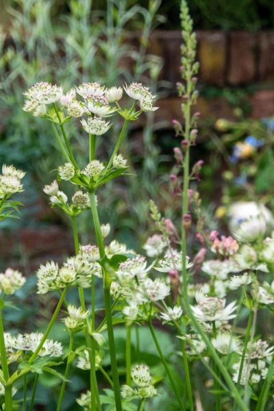 Astrantia Billion of Stars