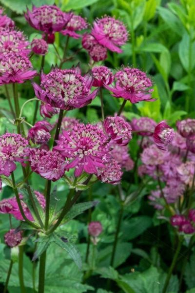 Astrantia major 'Claret'