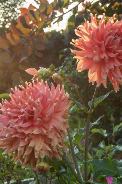 Dead head dahlias regularly to discourage slugs