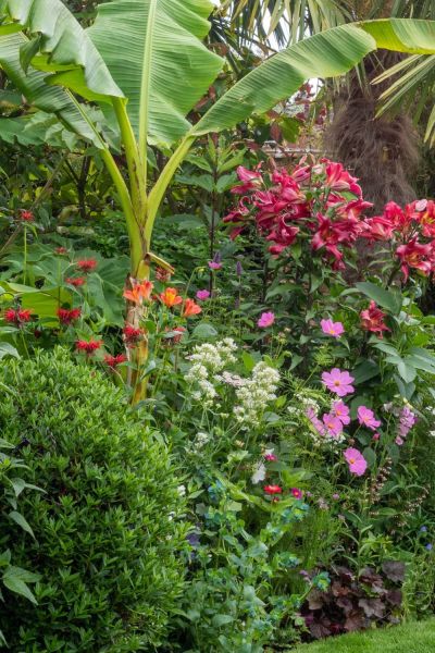 Banana palm in herbaceous border