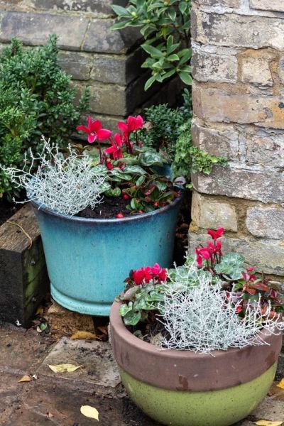 Evergreen barbed wire plants for pots