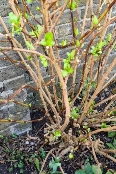 How to prune hydrangeas