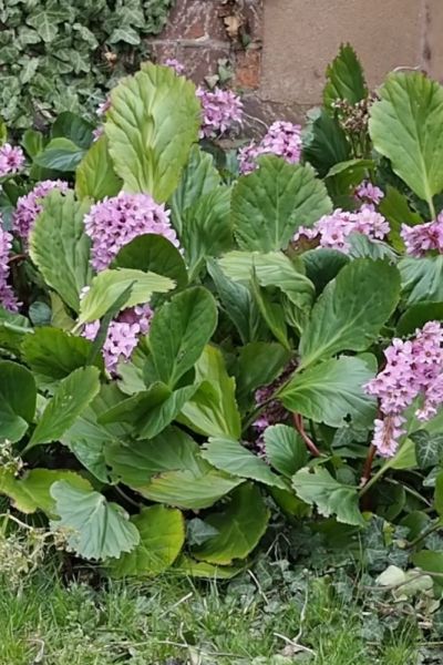 Bergenia for dry shade