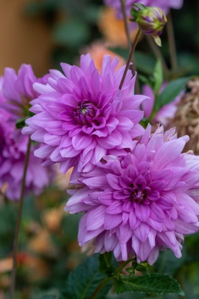 Dahlia 'Blue Boy'