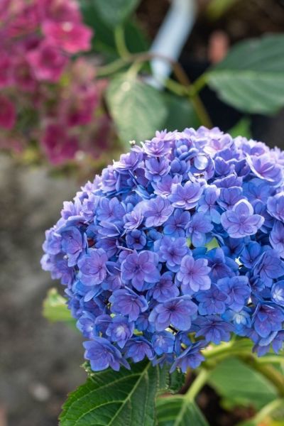 How to prune mophead hydrangeas