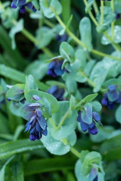 Self seeded cerinthe