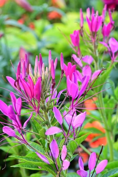 Cleome 'Violet Queen'