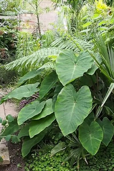 Colocasia 'Pink China'