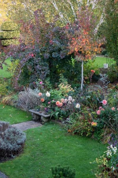 Cotinus tree in small garden