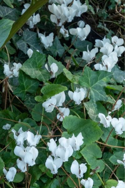 Cyclamen and ivy - plants for dry shade