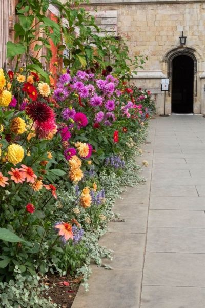 Dahlia border at Canterbury Cathedral