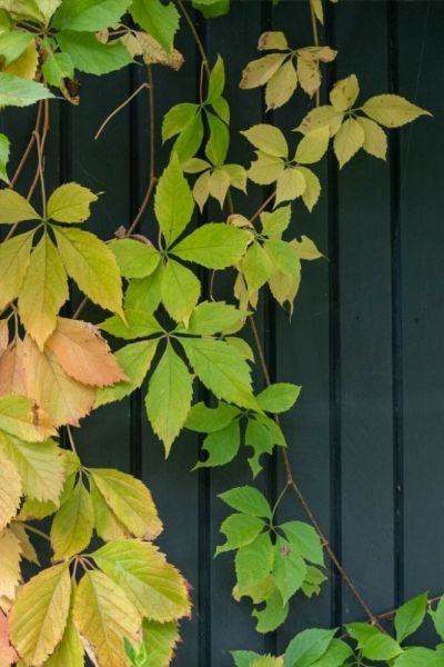 Brilliant garden design tip! Paint a fence dark to make plant colours pop