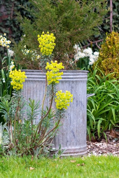 Euphorbia wulfenii