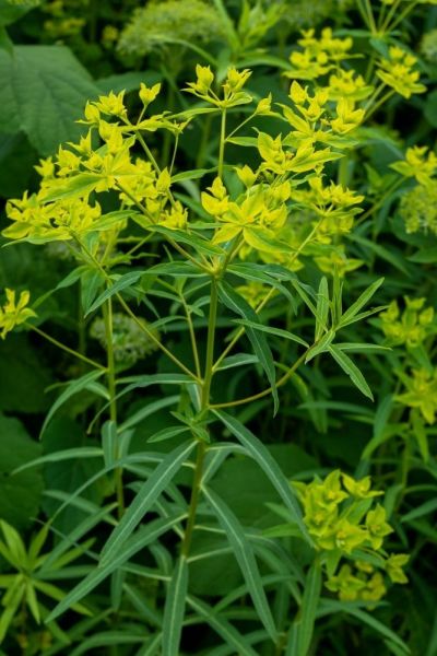 Euphorbia ceratocarpa