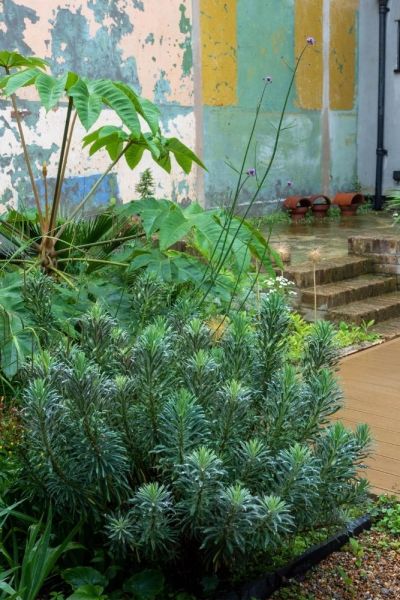 Euphorbia and tetrapanax