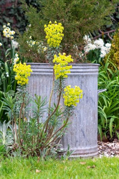 Euphorbia wulfenii