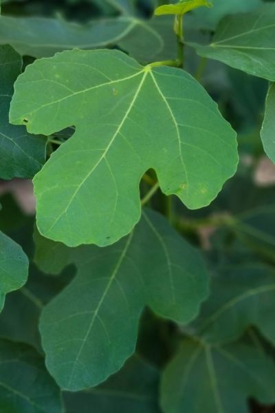 Fig tree leaves