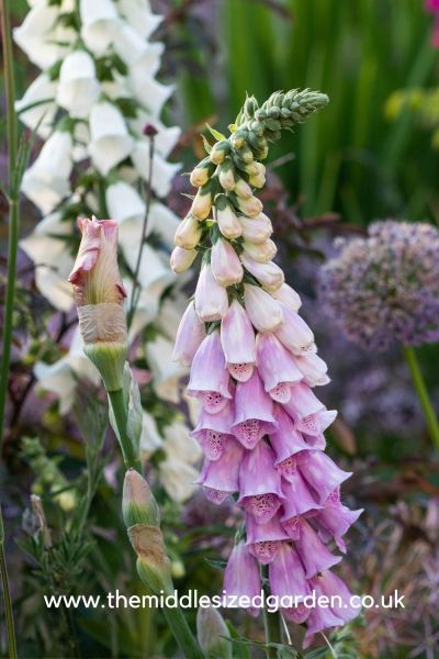 Self-seeded plants save money