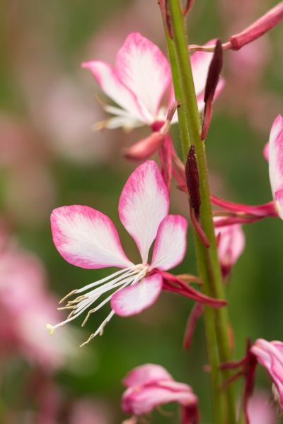 Gaura lindheimeri