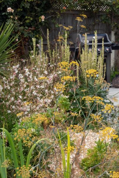 gaura, fennel and verbascum